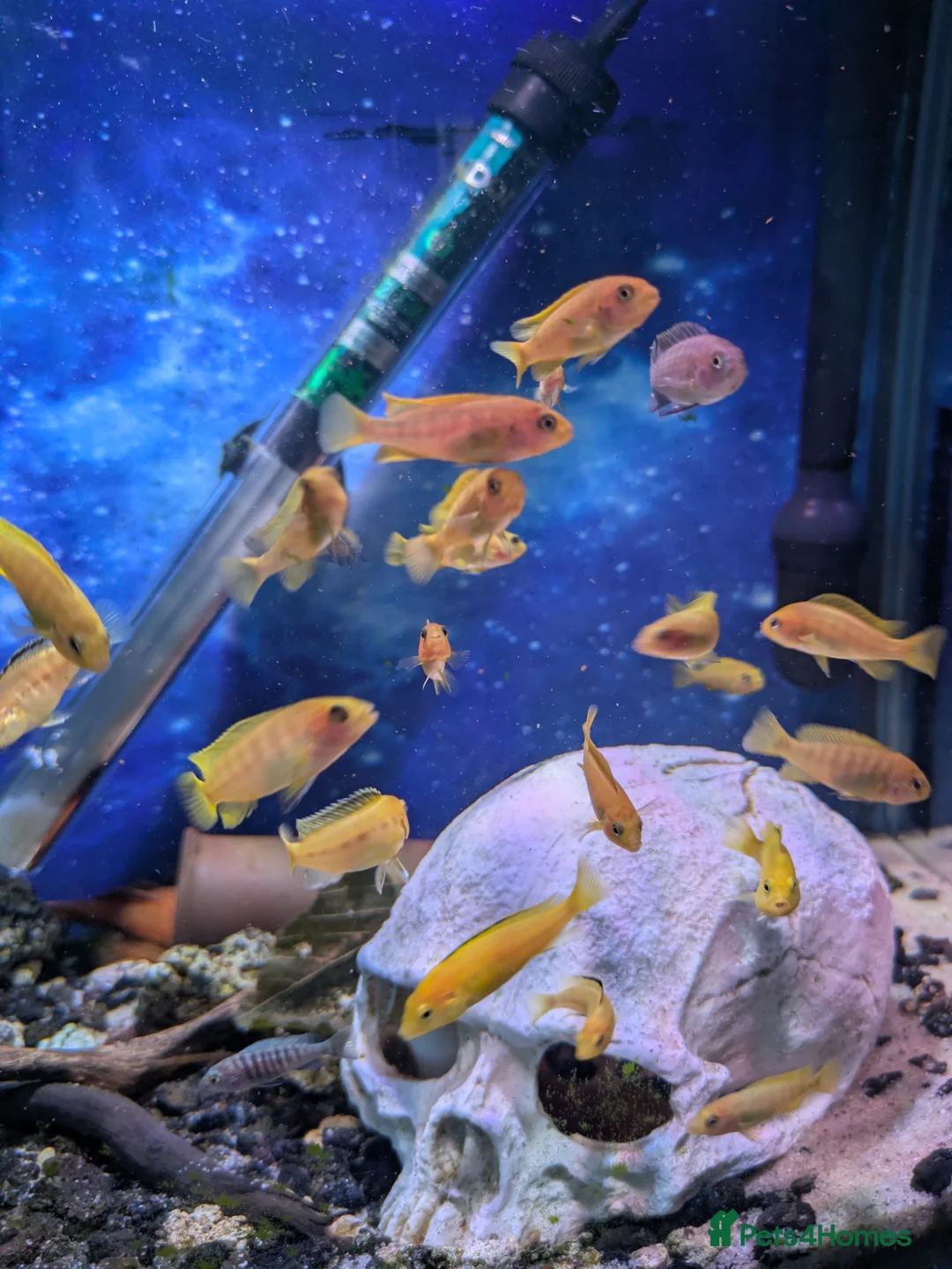 Cichlids fish for sale: Mbuna cichlids for sale - Advert 1