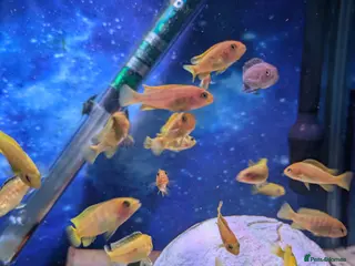 Cichlids fish Mbuna cichlids for sale - Advert 1