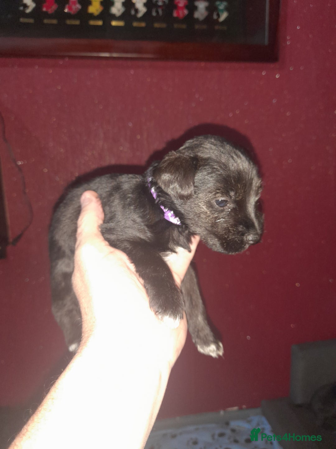 Mixed Breed dogs for sale: Snorkie pups - Image 24