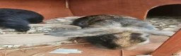 Mixed Breed rabbits for sale: Mini lop x american blue  - Advert 5