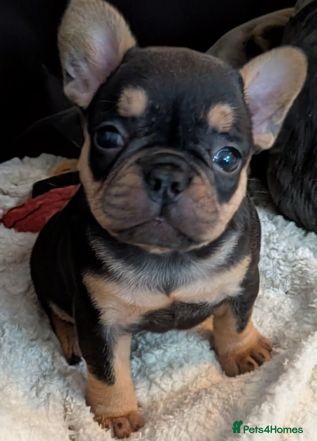 French Bulldog dogs Beautiful French Bulldogs - Advert 17