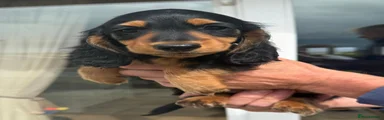 Miniature Dachshund 2