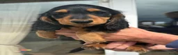 Miniature Dachshund dogs for sale: KC reg, mini long dachshund puppies - Advert 7