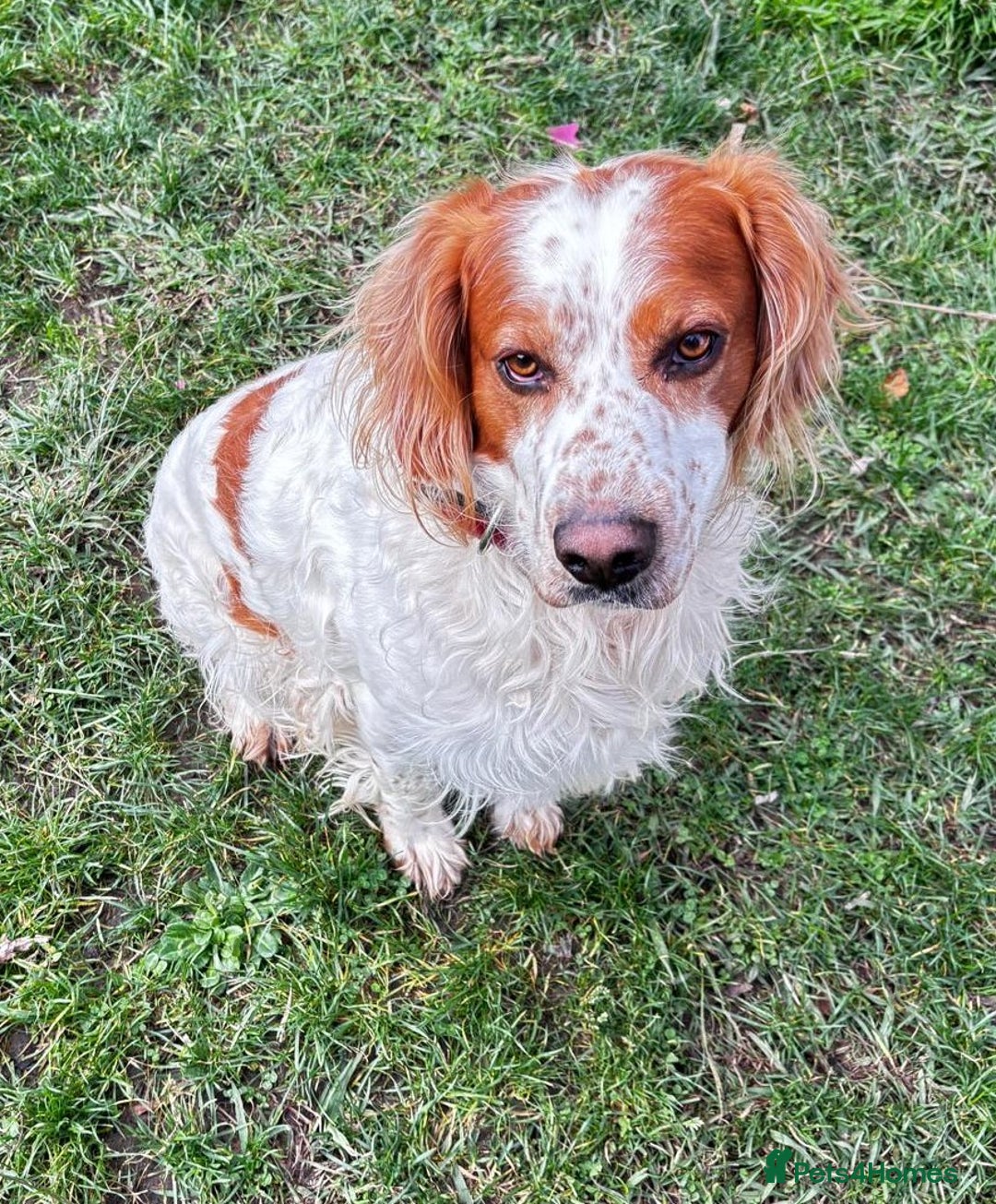 Brittany Spaniel dogs for adoption: Ronnie, 3-year old Brittany male - Advert 6