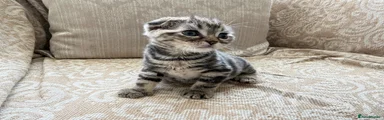 Scottish Fold 1