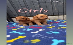 Cavapoo dogs for sale: Only two Beautiful girls cavapoos available  - Image 6