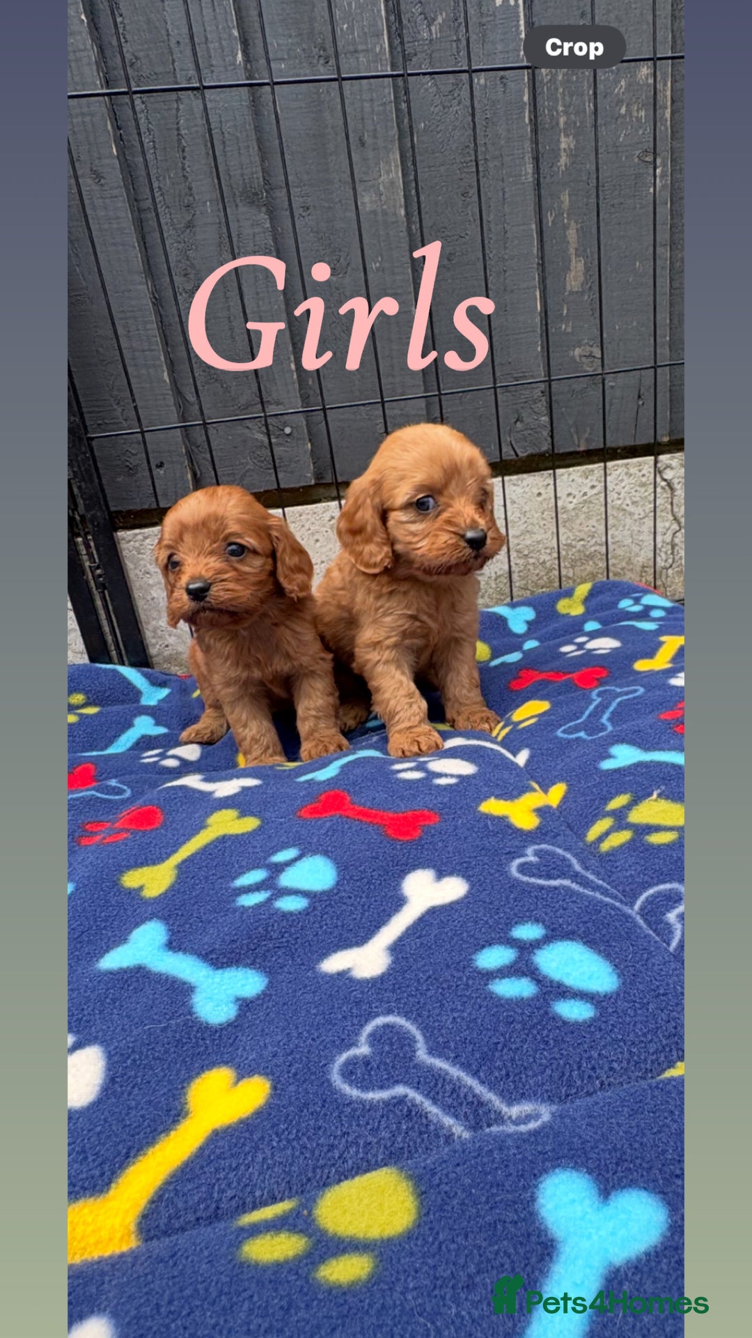 Cavapoo dogs for sale: Only two Beautiful girls cavapoos available  - Image 6