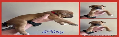 Staffordshire Bull Terrier 4