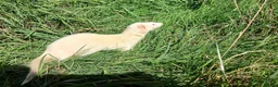 Ferret rodents for sale: Albino female ferret - Advert 2