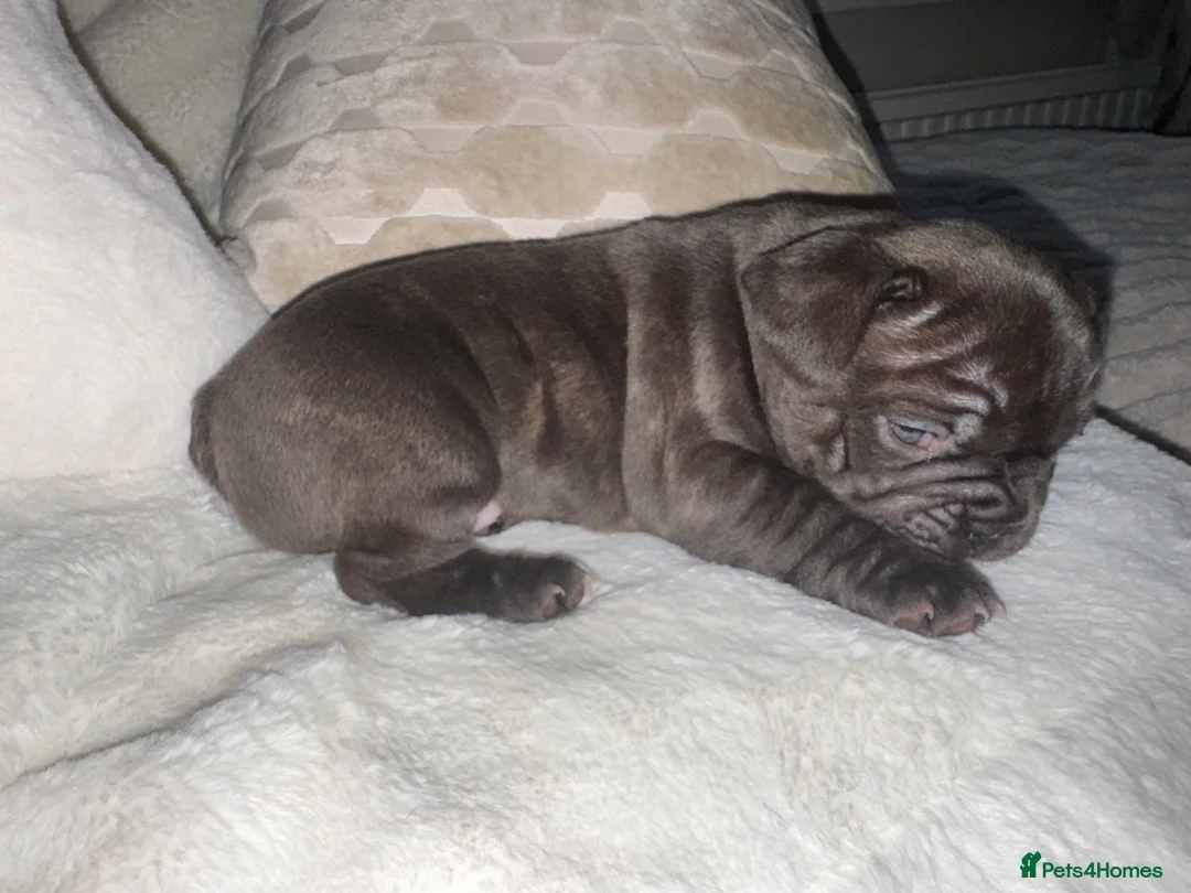 French Bulldog dogs for sale: 3 beautiful frenchie puppy’s - Advert 14
