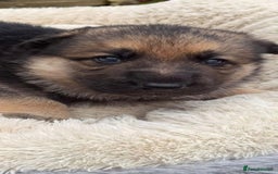 German Shepherd dogs for sale: German shepherd puppies  - Advert 3