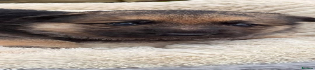 German Shepherd Puppy 1