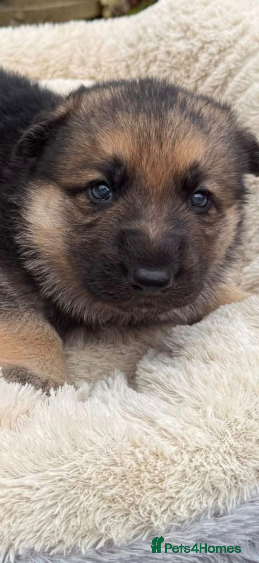 German Shepherd dogs for sale: German shepherd puppies  - Advert 3