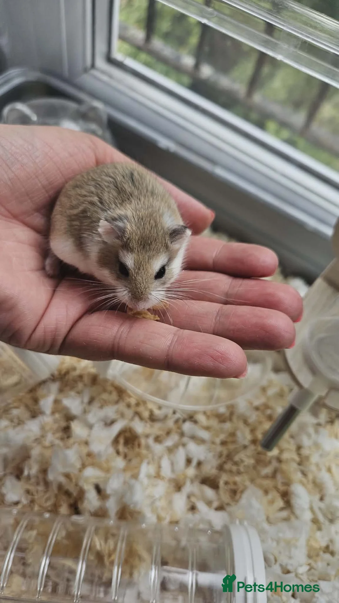Hamster rodents for sale: Roborovski dwarf hamster . Free to good home in Leicester - Advert 2