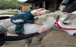 Welsh Section A horses for sale: Child’s pony - Image 1