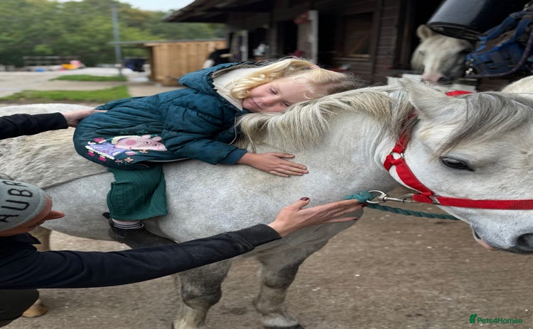Welsh Section A horses - Advert 1