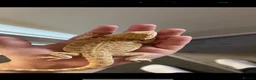 Bearded Dragon reptiles for sale: Male citrus red leather back with maxi viv - Advert 6