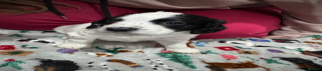 Black and White Girl