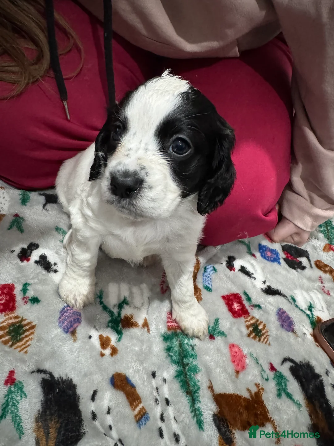 Cockapoo dogs for sale: Gorgeous F1B Cockapoo Puppies. Only One Puppy Left - Advert 9