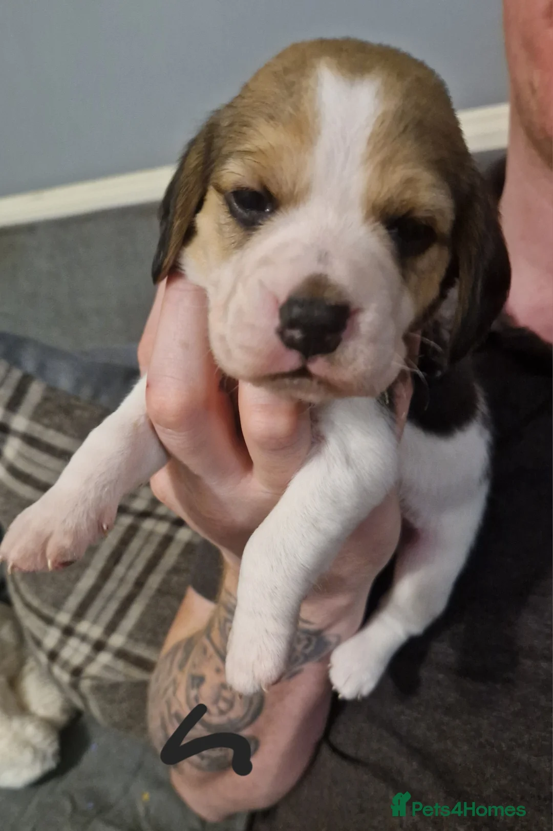 Beagle dogs for sale: Beagle Babies - Advert 14