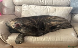 Cane Corso dogs for sale: Cane Corso 8 months old  - Image 2