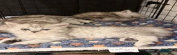 Persian cats for sale: Beautiful Persian chinchilla kittens  - Advert 3