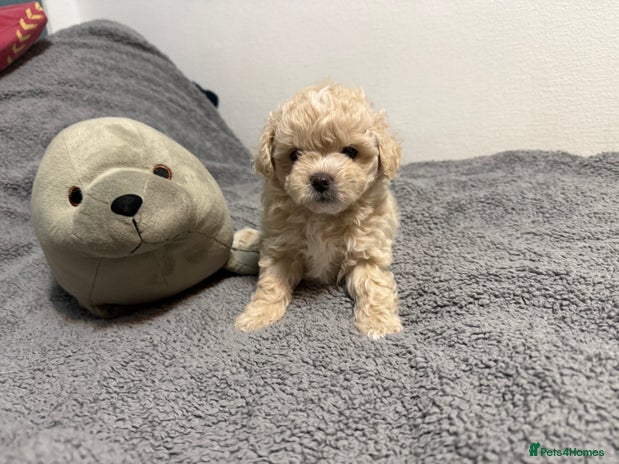 Maltipoo dogs - Advert 3