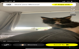 Mixed Breed cats for sale: Three long haired kittens for sale  - Image 3