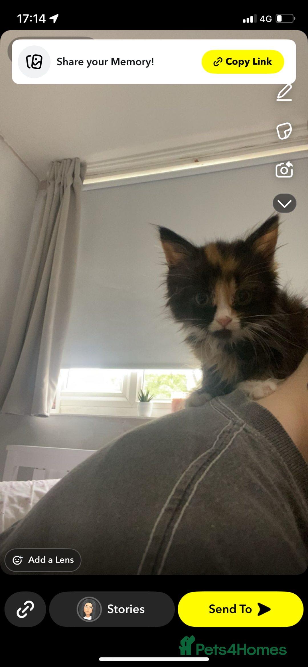 Mixed Breed cats for sale: Three long haired kittens for sale  - Image 3