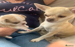 Chihuahua dogs for sale: Stunning Chocolate and white Smooth haired pups - Image 13