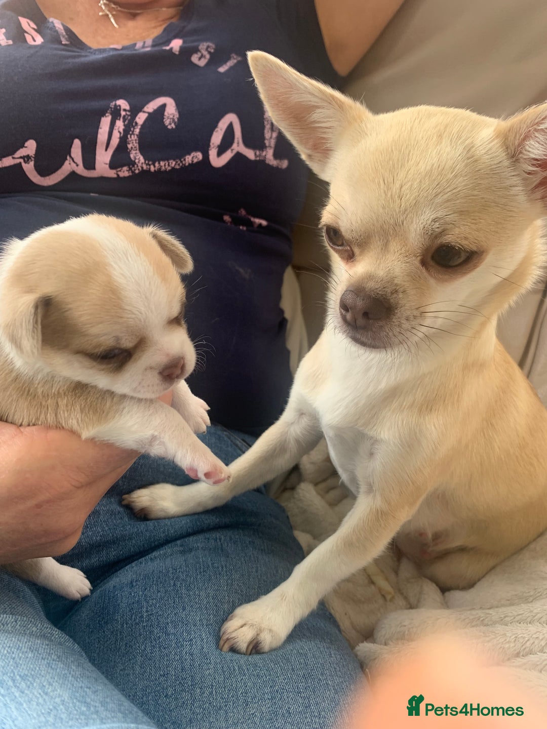 Chihuahua dogs for sale: Stunning Chocolate and white Smooth haired pups - Image 13