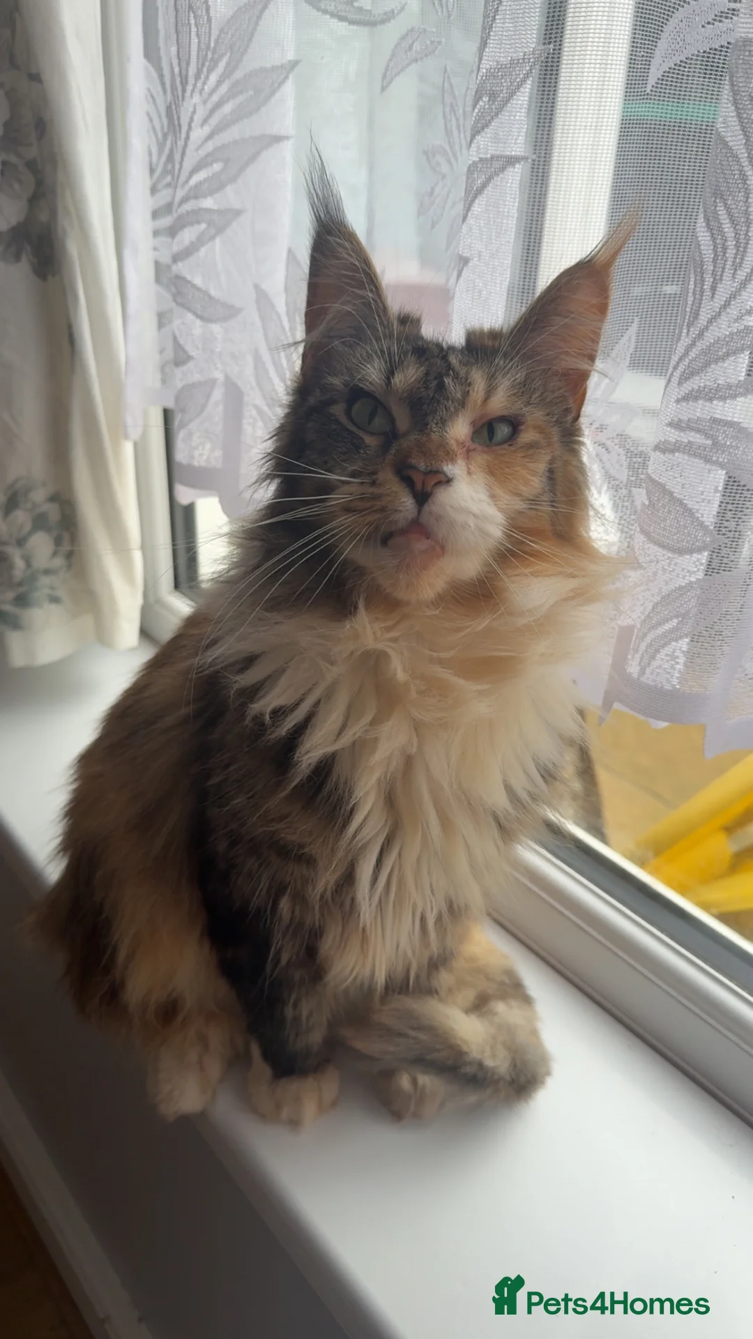 Maine Coon cats for sale: Beautiful Girl for new home in Basildon - Advert 1
