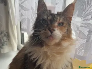 Maine Coon cats Beautiful Girl for new home - Advert 9