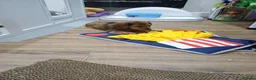 Miniature Dachshund dogs for sale: Dachshund puppy 1 girl available  - Advert 4