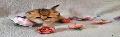 British Shorthair Kitten 5