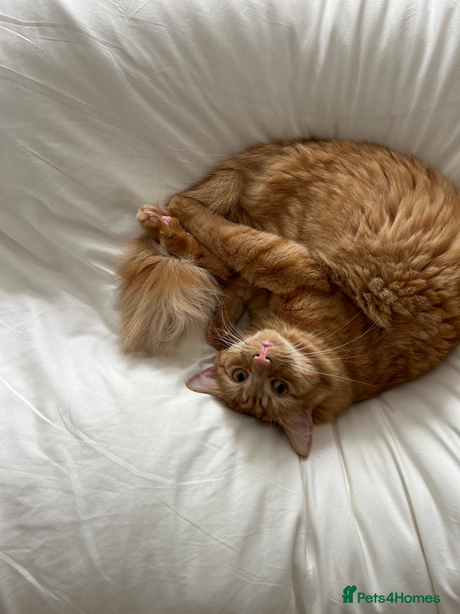 Mixed Breed cats Ginger Boy  - Advert 1