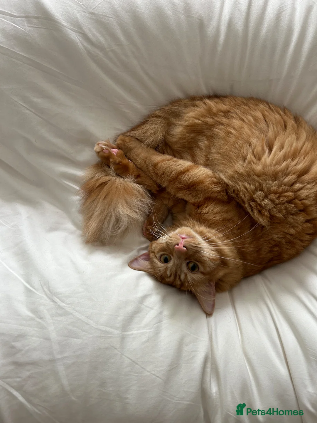 Mixed Breed cats for sale: Ginger Boy  - Advert 1