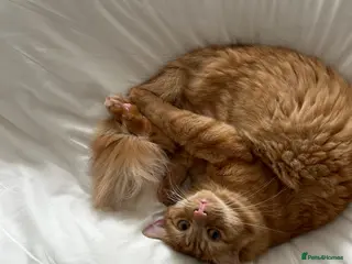 Mixed Breed cats Ginger Boy - Advert 2