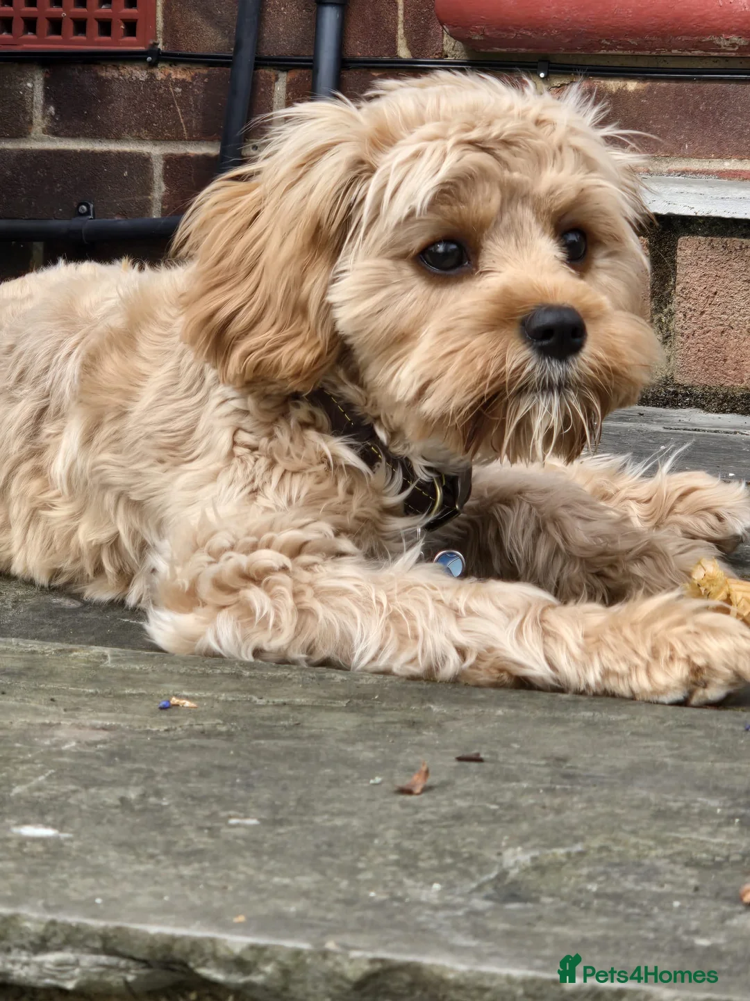 Cavachon dogs for sale: 2 beautiful Cavachon puppies for sale - Advert 2