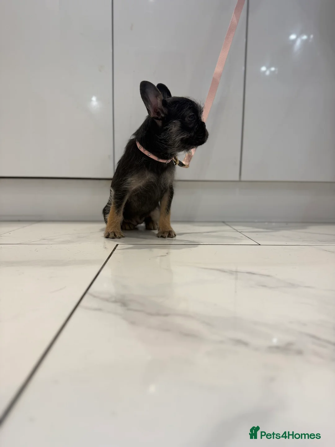 French Bulldog dogs for sale: Black & Tan girl-ready to leave double vaccinated - Advert 4