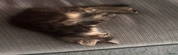 Mixed Breed cats for sale: 2 Maine coone/siberian kittens for sale  - Advert 16