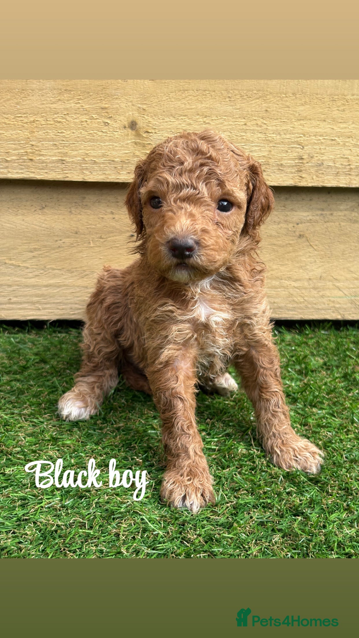 Goldendoodle dogs Beautiful double doodle puppies.  - Advert 9