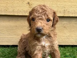 Goldendoodle dogs Beautiful double doodle puppies. - Advert 5