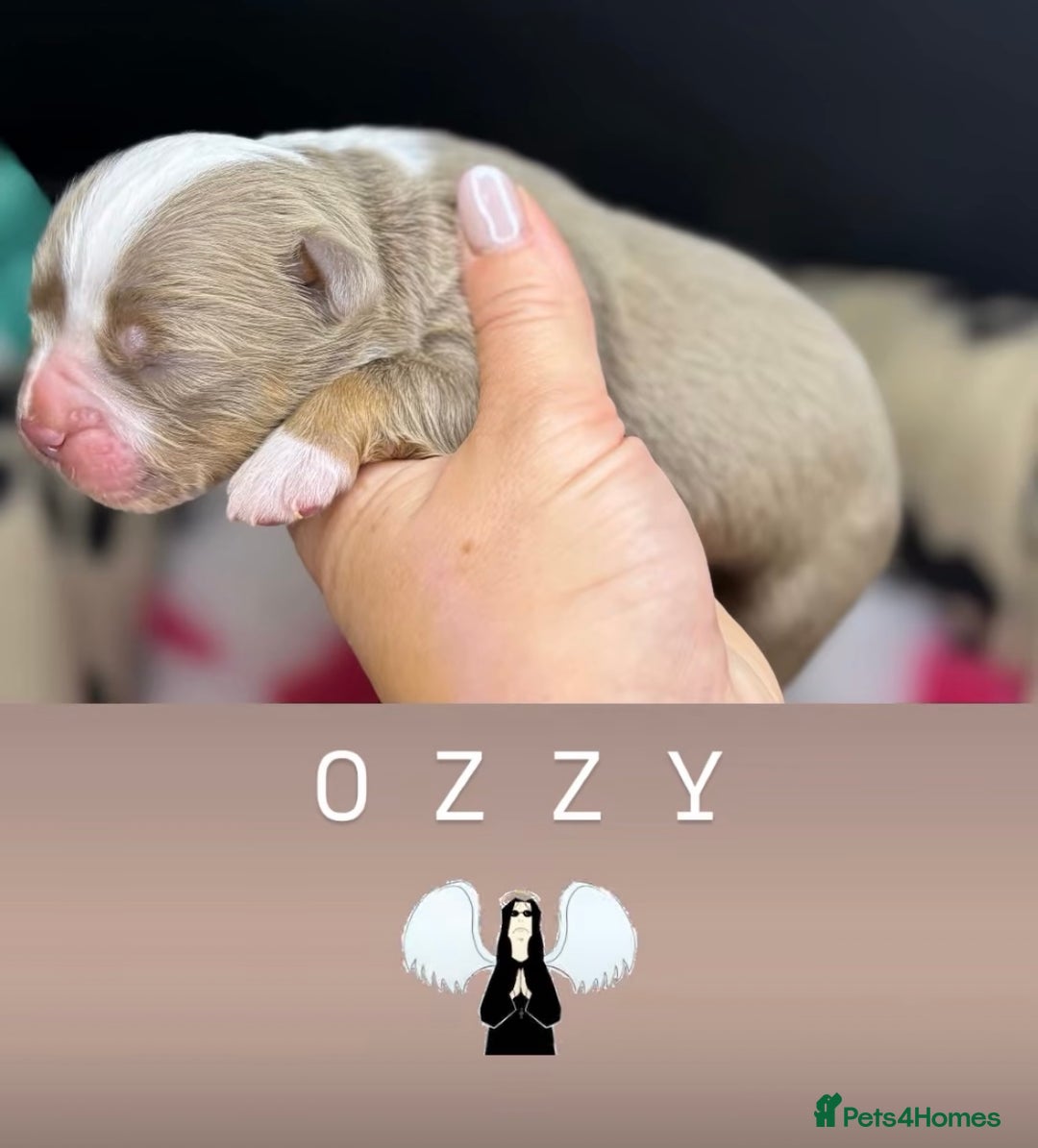 Olde English Bulldogge dogs for sale: The BEST visual fluffy oebs available ⭐️  - Image 21