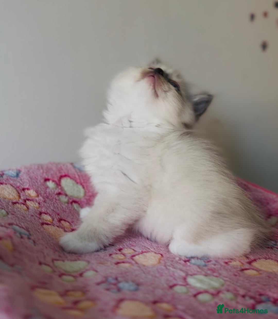 Ragdoll cats for sale: 💙🐾Tica full Pedigree🐾EU Ragdoll 🐱🐾DNA Clear - Image 30