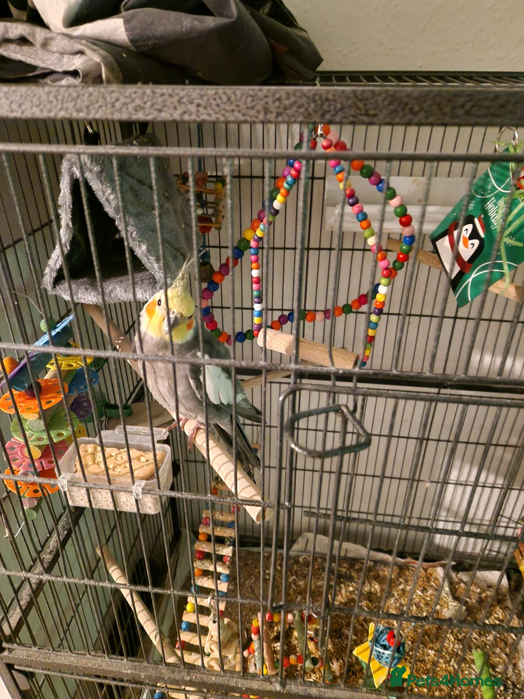 Cockatiels birds for sale: Male cockatiel with full set up - Advert 2