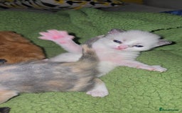 British Shorthair cats for sale: Kittens available  - Image 2