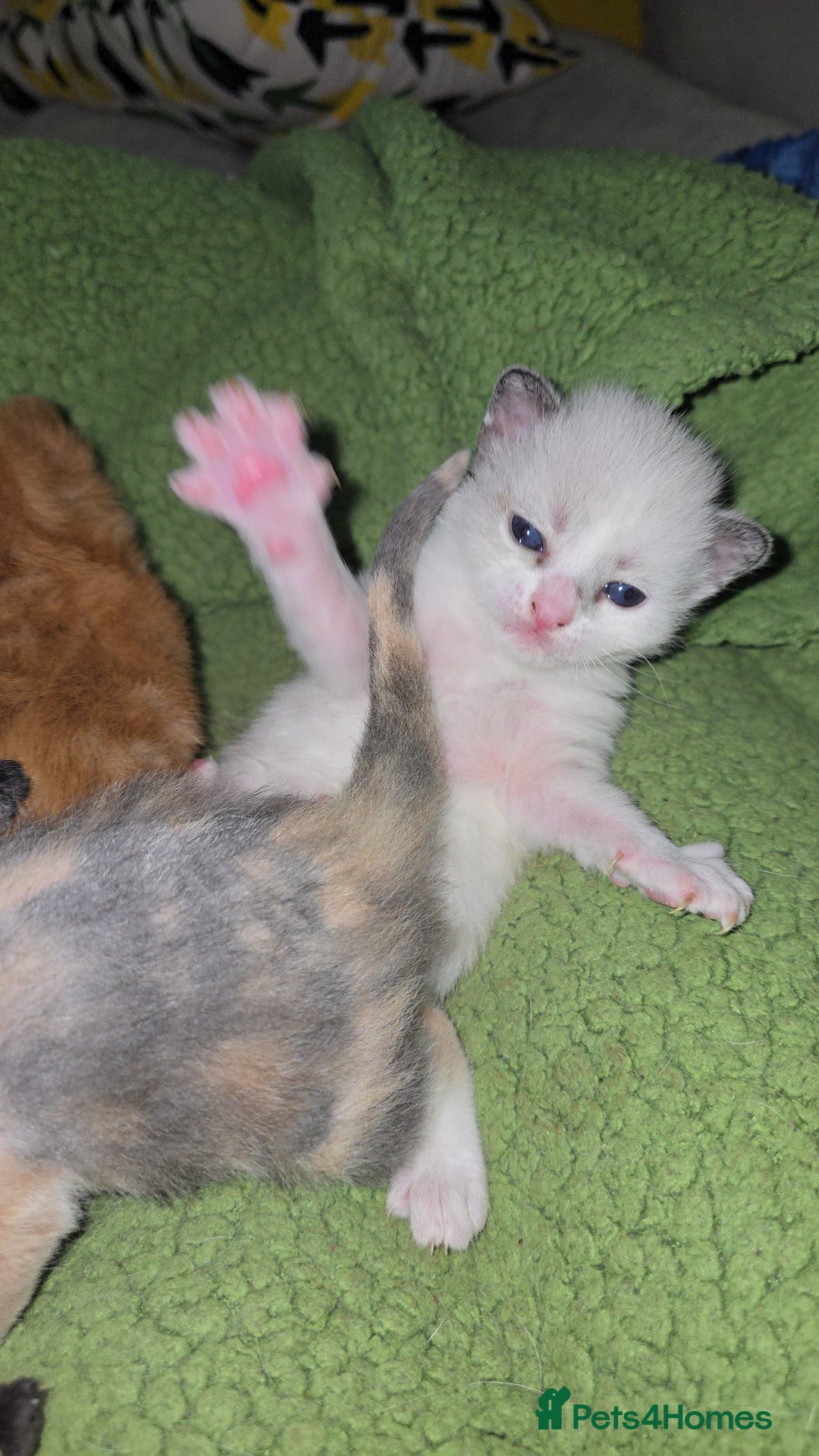 British Shorthair cats for sale: Kittens available  - Image 2