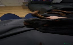Rottweiler dogs for stud: Proven Rottweiler for stud! in Bury Saint Edmunds - Image 8