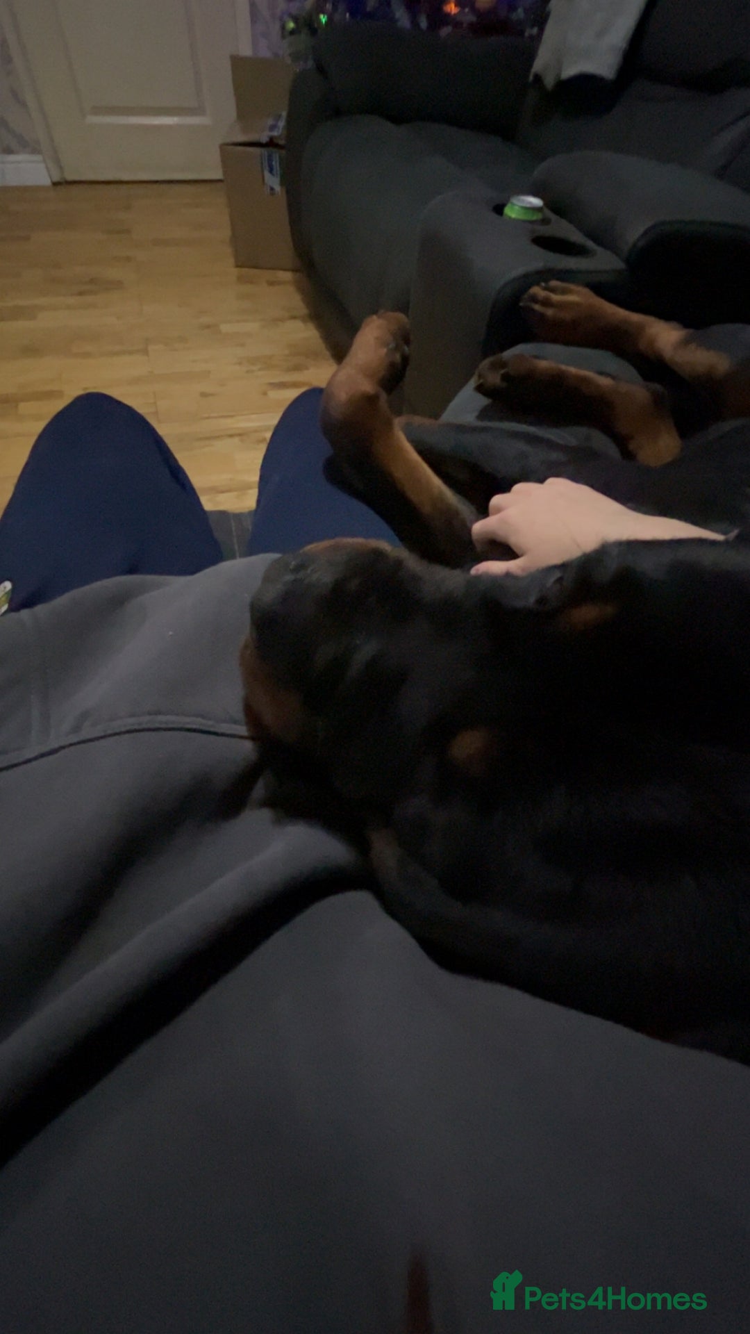 Rottweiler dogs for stud: Proven Rottweiler for stud! in Bury Saint Edmunds - Image 8